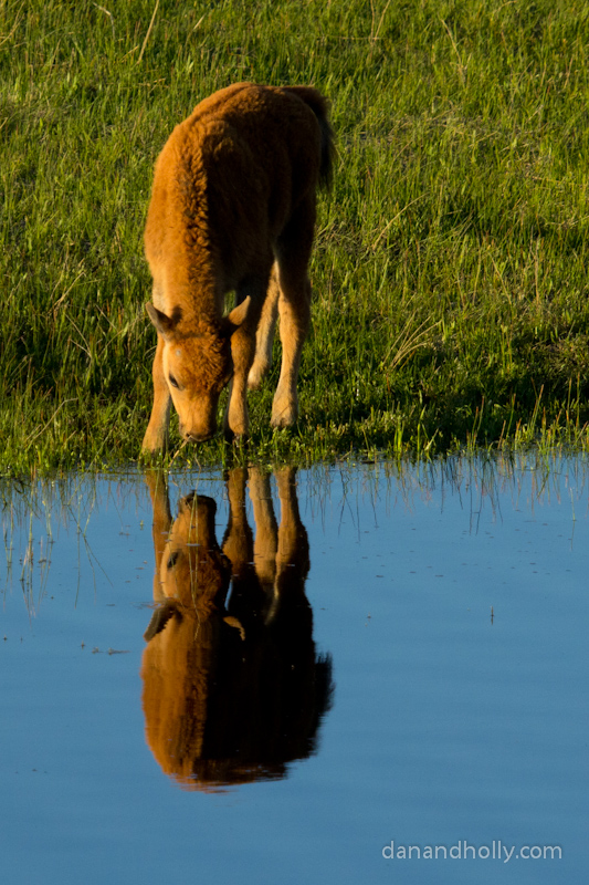 Buffalo Calf